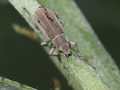 Pseudomyllocerus canescens