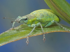 Chlorophanus gibbosus