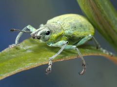 Chlorophanus gibbosus