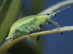 Chlorophanus gibbosus