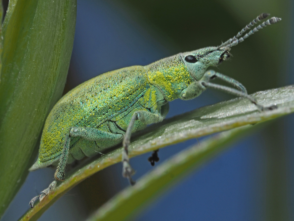 Chlorophanus pollinosus