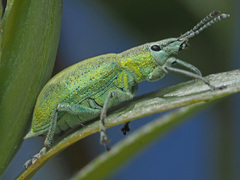 Chlorophanus gibbosus
