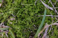 Lophocolea semiteres