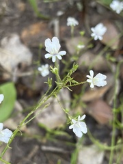 Nemesia affinis