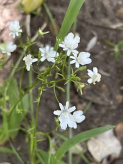 Nemesia affinis