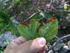 Orchestes fagi