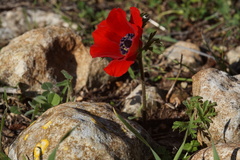 Anemone coronaria