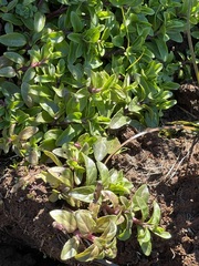 Veronica anagallis-aquatica