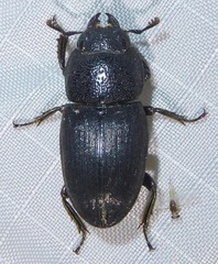Lucanidae
