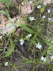 Nemesia affinis