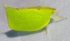 Salurnis marginella