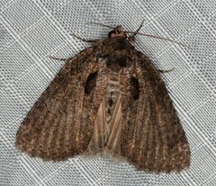 Prionofrontia erygidia