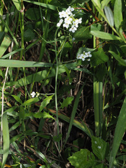 Arabidopsis arenosa