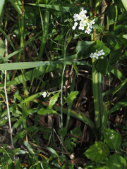 Arabidopsis arenosa