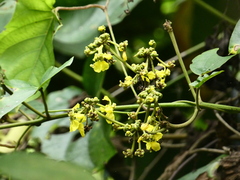 Byrsonima crassifolia