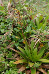 Guzmania plumieri