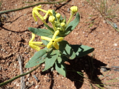 Lyperia tristis