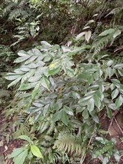 Archidendron lucidum