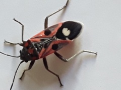 Lygaeus alboornatus