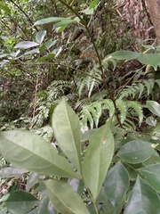 Archidendron lucidum