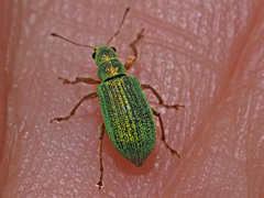 Polydrusus pterygomalis