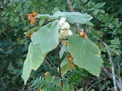 Dombeya pulchra