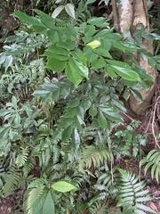 Archidendron lucidum