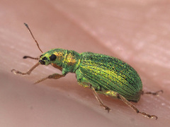 Polydrusus pterygomalis