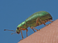 Polydrusus pterygomalis