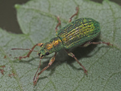 Polydrusus pterygomalis