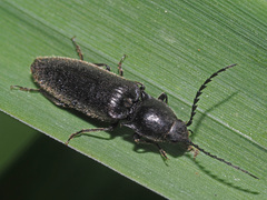 Hemicrepidius