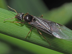 Lasius brunneus