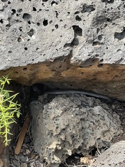 Pseudalsophis steindachneri