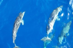 Stenella attenuata