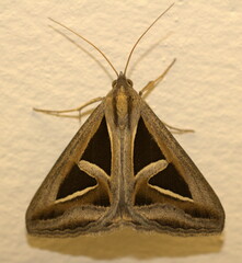 Trigonodes exportata