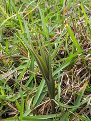 Zeuxine strateumatica