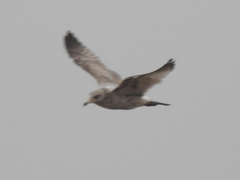 Larus argentatus