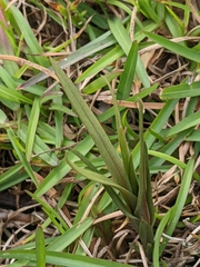 Zeuxine strateumatica