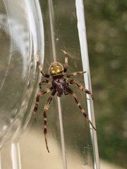 Araneus granadensis