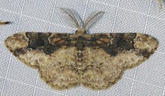 Parapholodes fuliginea