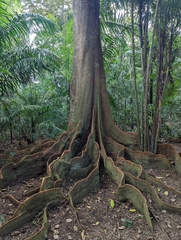 Sterculia apetala