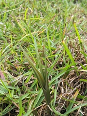 Zeuxine strateumatica