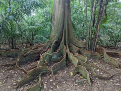 Sterculia apetala