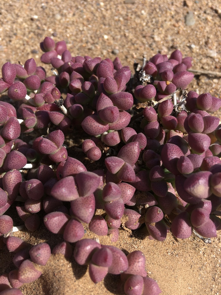 Eberlanzia sedoides