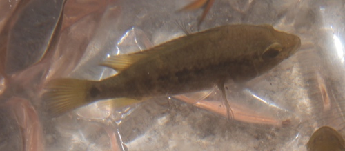 Curve cichlid (Nosferatu labridens) — Cichlidae — 2