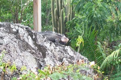 Iguana delicatissima