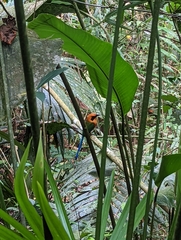 Baryphthengus martii