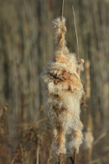 Typha latifolia