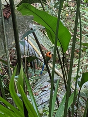 Baryphthengus martii