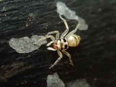 Salticidae